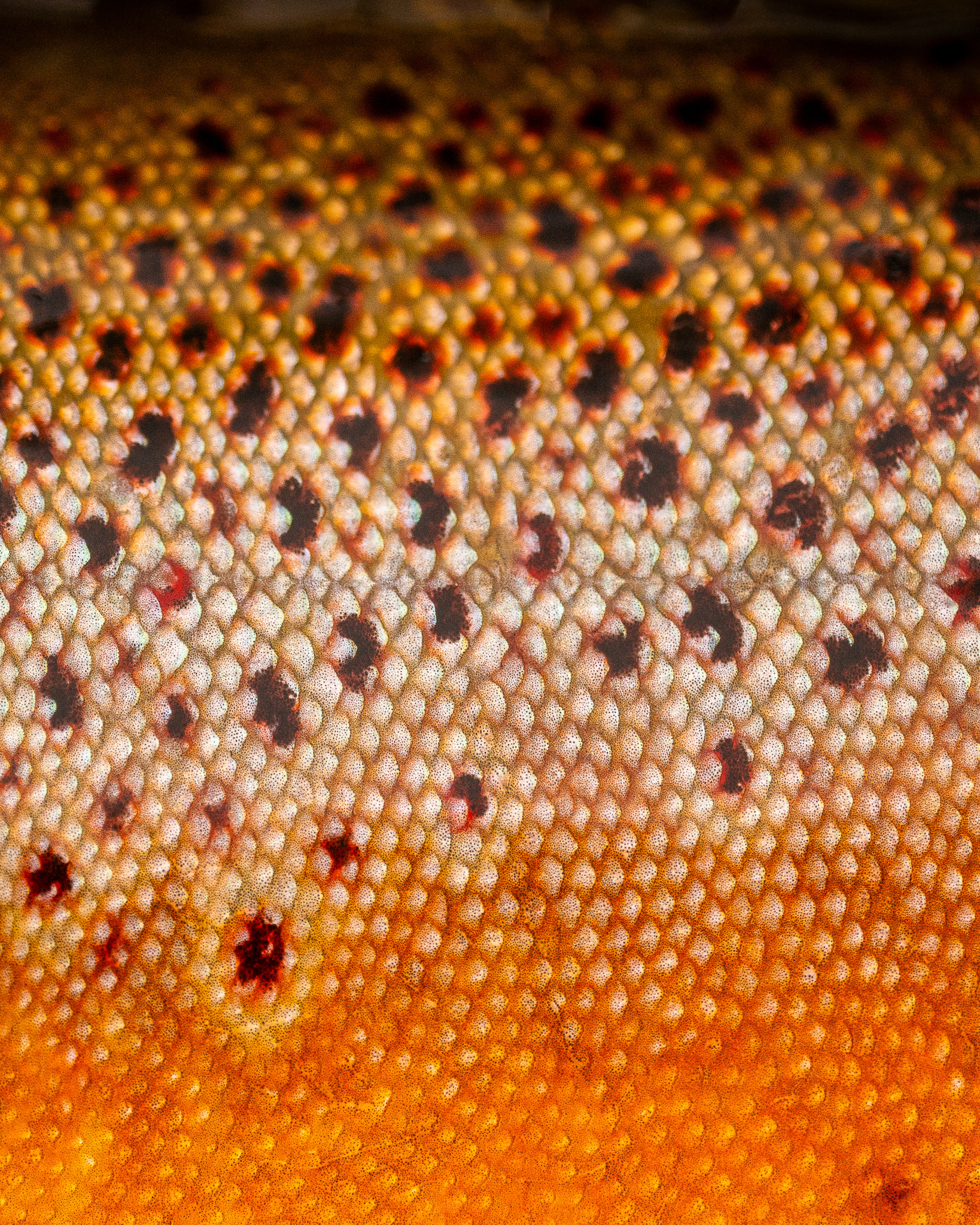 Close-up of brown trout scales